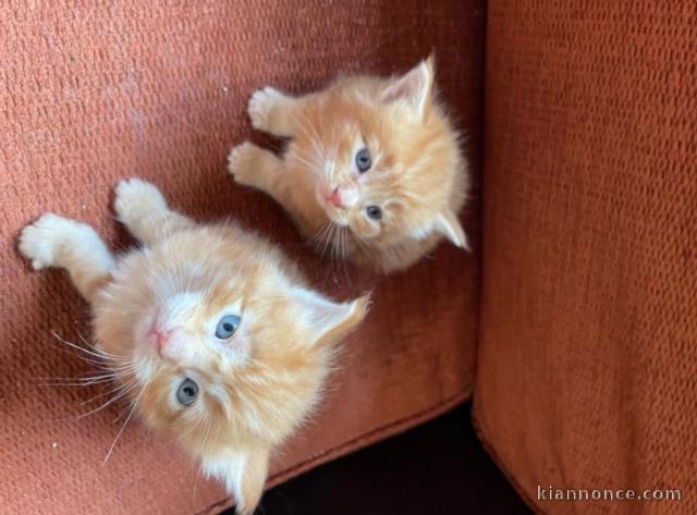 Adorable chaton Maine coon dispognible.