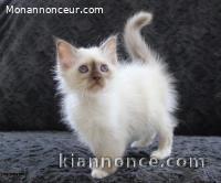 À donner chaton (Femelle) type sacré de Birmanie