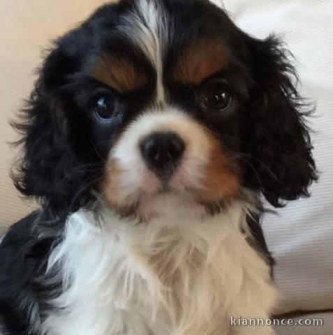 Donne chiots cavalier king charles pure race