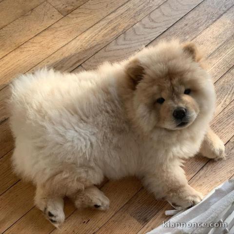 Je donne mes splendides bébés Chow Chow