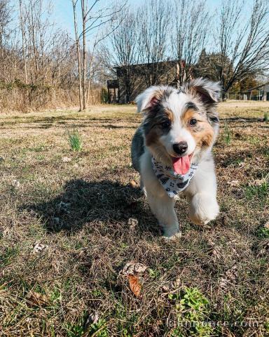 Magnifiques bergers australiens à donner pour adoption.