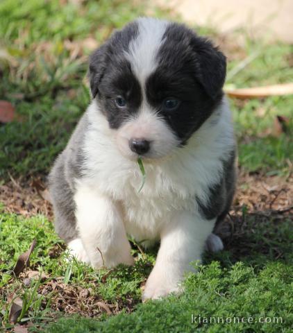 ADORABLES Border Collie à adopter.