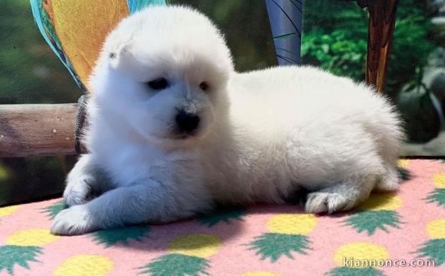 Chiots samoyede  a donner