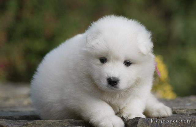 Chiots samoyede  a donner