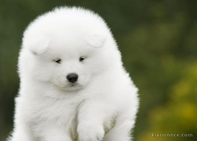 Chiots samoyede  a donner