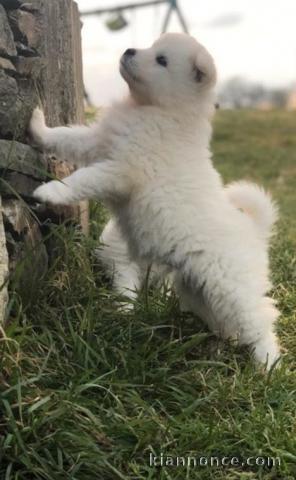 Chiots samoyede  a donner