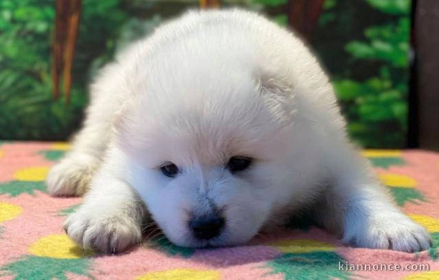 Chiots samoyede  a donner