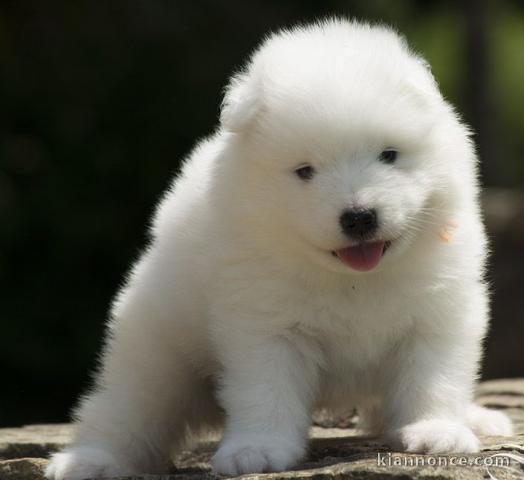 Chiots samoyede  a donner