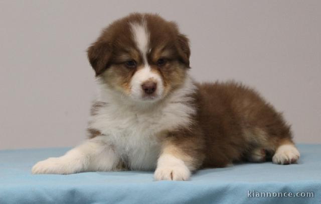 chiot berger australiens a donner