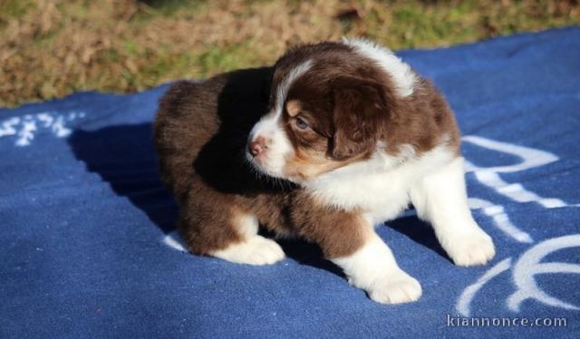 chiot berger australiens a donner