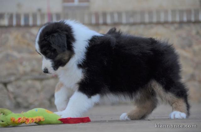 chiot berger australiens a donner