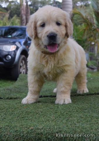 chiots golden retriever  a donner