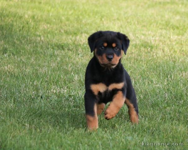 A donner chiot rottweiler