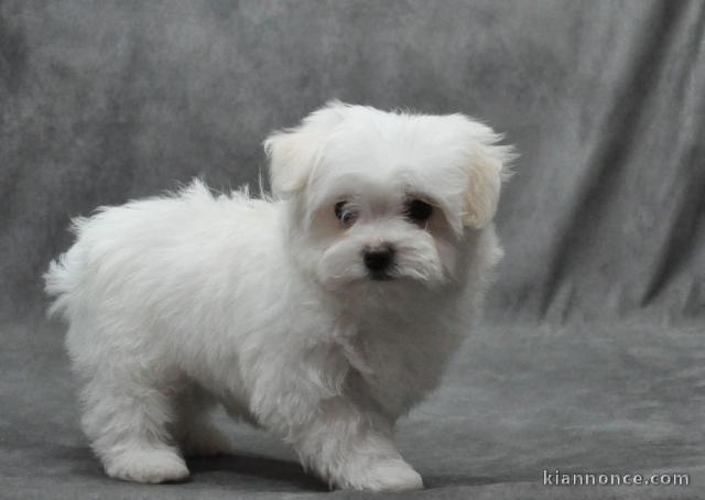 chiot Bichon Maltais a donner