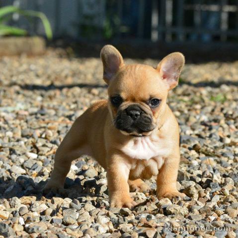 A donné magnifique chiot bouledogue français femelle