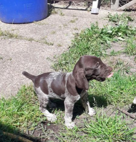 Chiot Braque allemand à poil court a donner