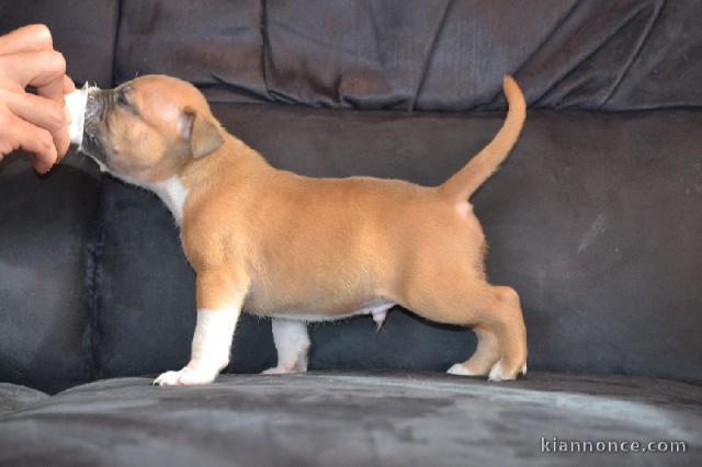 Chiots american staffordshire terrier a donner