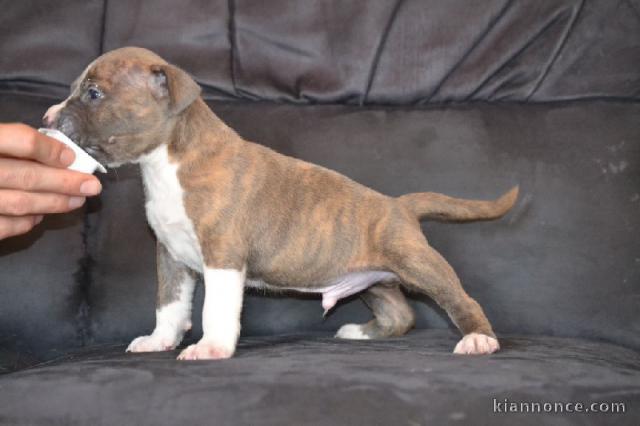 Chiots american staffordshire terrier a donner