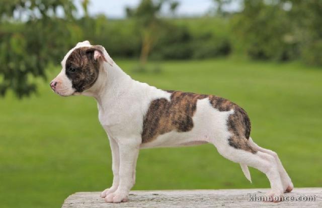 Chiots american staffordshire terrier a donner