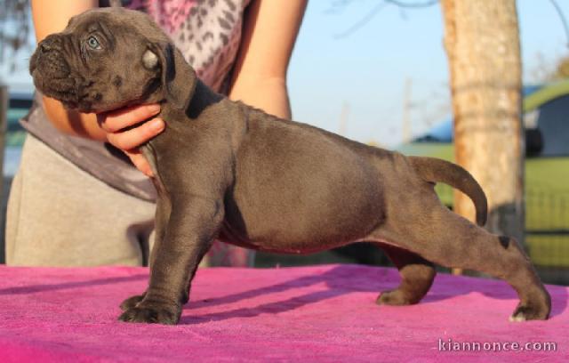 chiots cane corso a donner