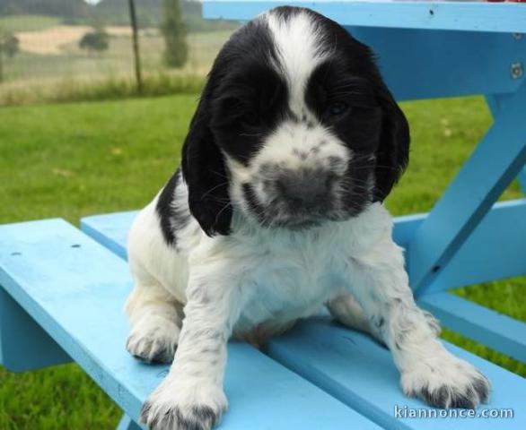 chiot cocker anglais femelle et mâle a donner