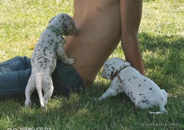 Adorable chiots dalmatien a donner