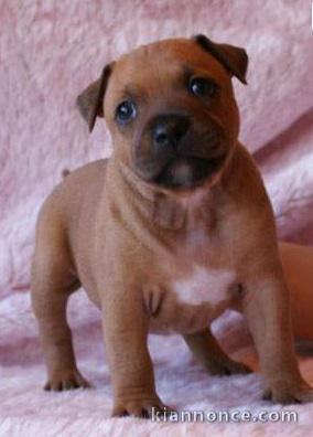 Chiots Staffordshire Bull Terrier a donner