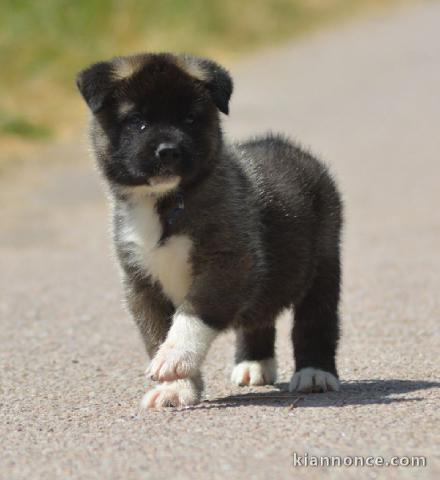 chiot Akita Américain a donner