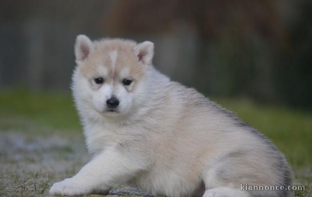 Chiot Siberian Husky a donner