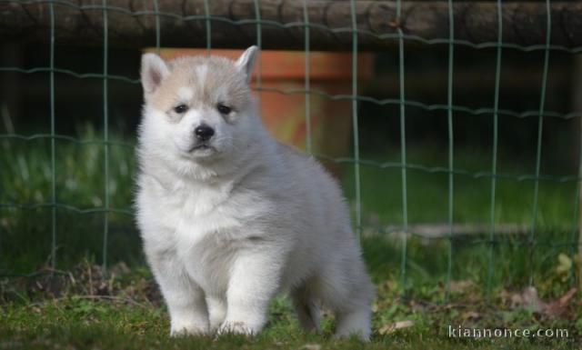 Chiot Siberian Husky a donner