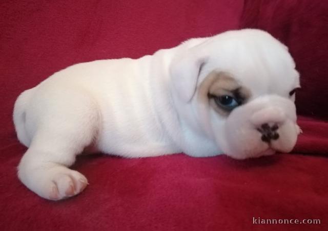 chiot bulldog anglais a donner