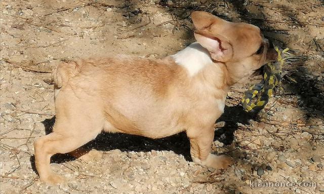 chiot bulldog anglais a donner