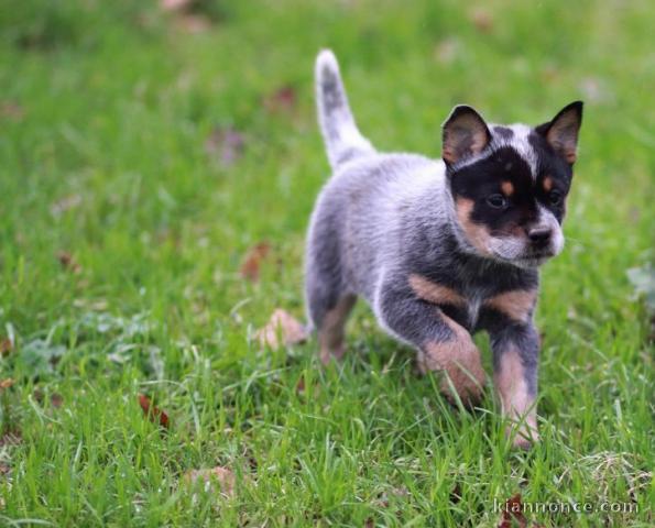 Chiot Bouvier australien a donner