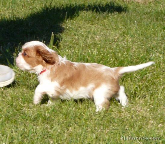 Chiots Cavaliers King Charles a donner