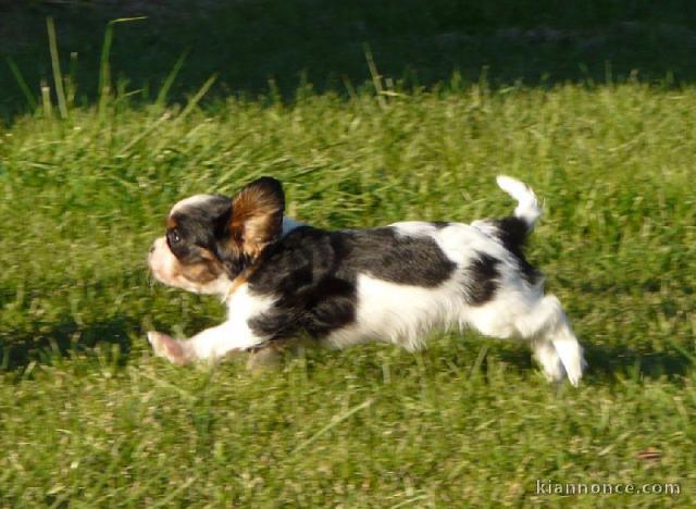 Chiots Cavaliers King Charles a donner