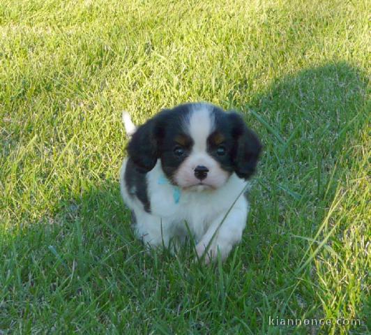 Chiots Cavaliers King Charles a donner