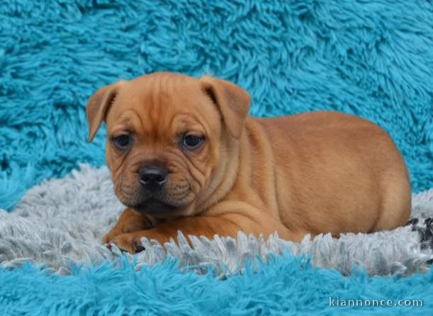 Chiots Staffordshire Bull Terrier LOF a donner