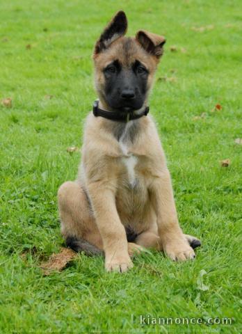 chiot berger malinois a donner