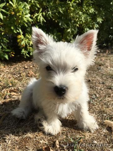 chiot westie a donner