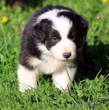 chiot berger australiens LOF a donner