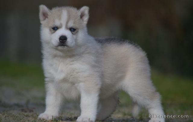 Chiot Siberian Husky lof a donner