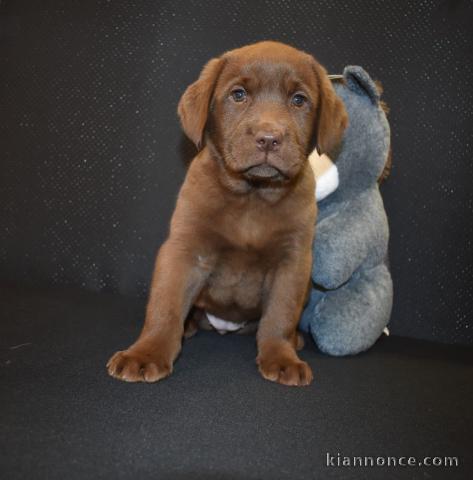 Chiots labradors lof a donner