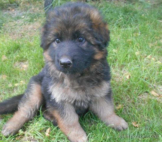 chiots Berger allemand LOF a donner