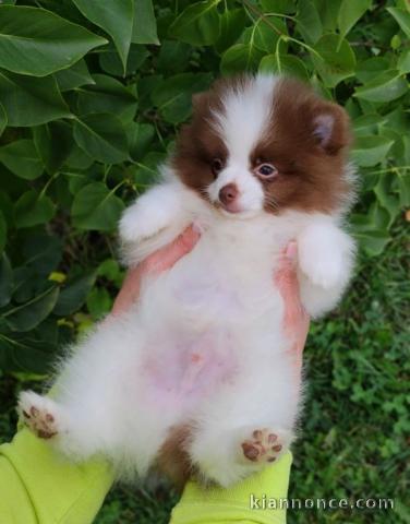 chiot Spitz pomeranian lof a donner