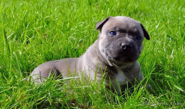 Chiot american staffordshire terrier lof a donner