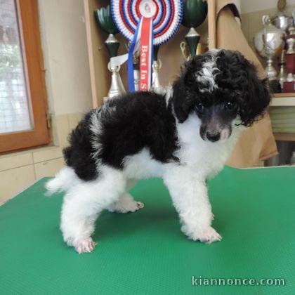 chiots Caniche  lof a donner