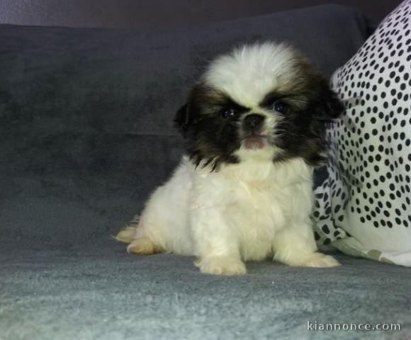 chiot pekinois lof a donner