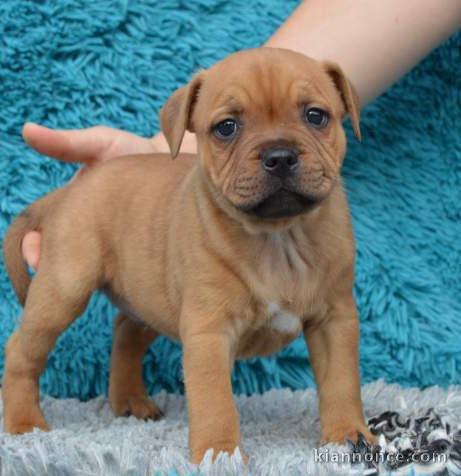 Chiots Staffordshire Bull Terrier LOF a donner