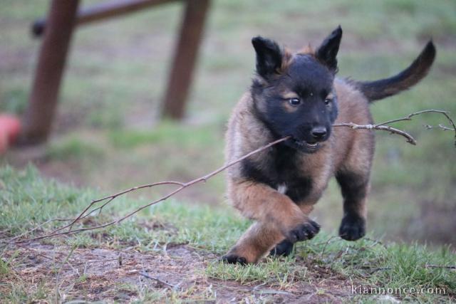 chiot berger belge  femelle et mâle a donner