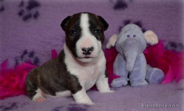 Chiot Bull Terrier lof a donner